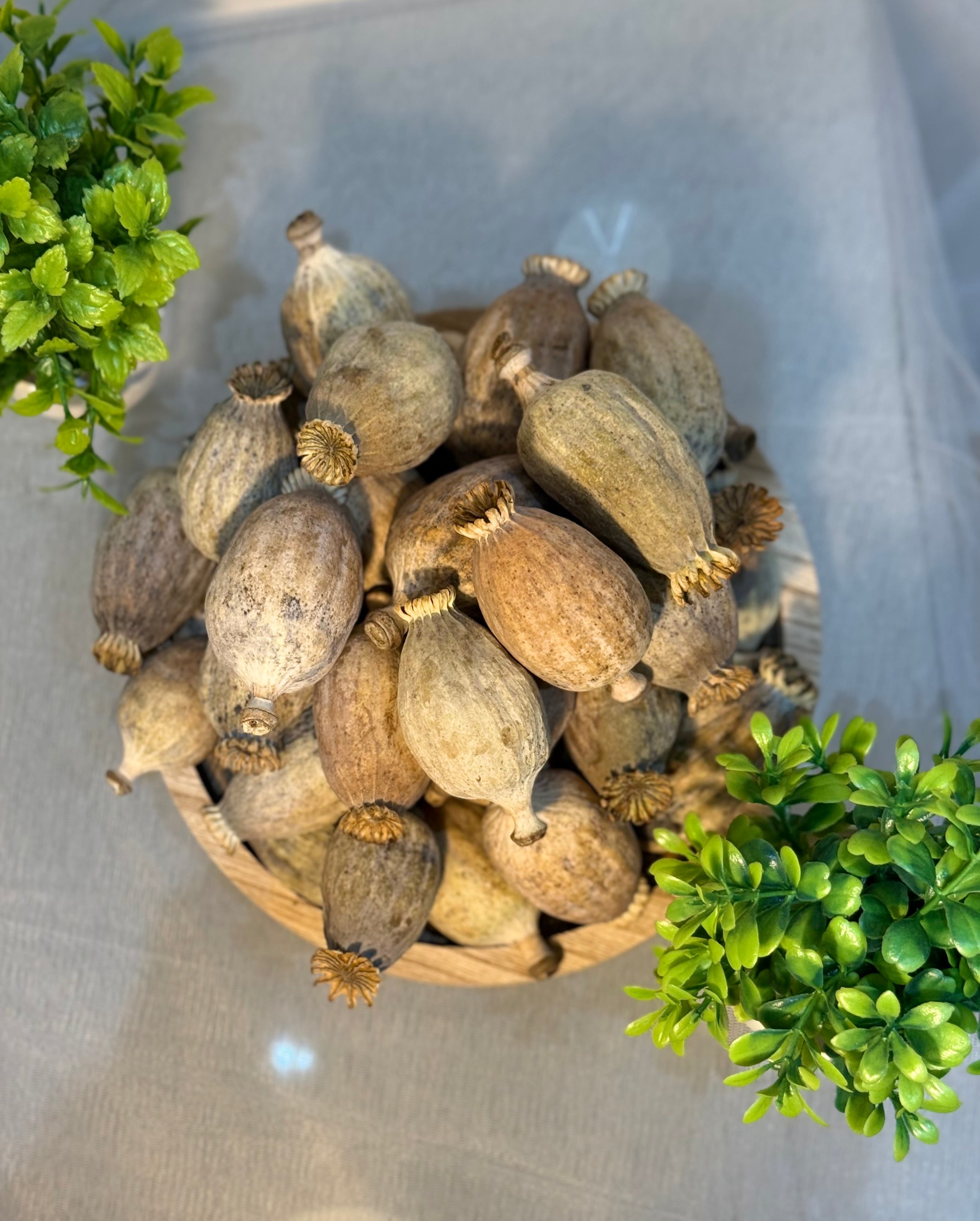 British Dried Poppy Heads (Seeded Pods) XL