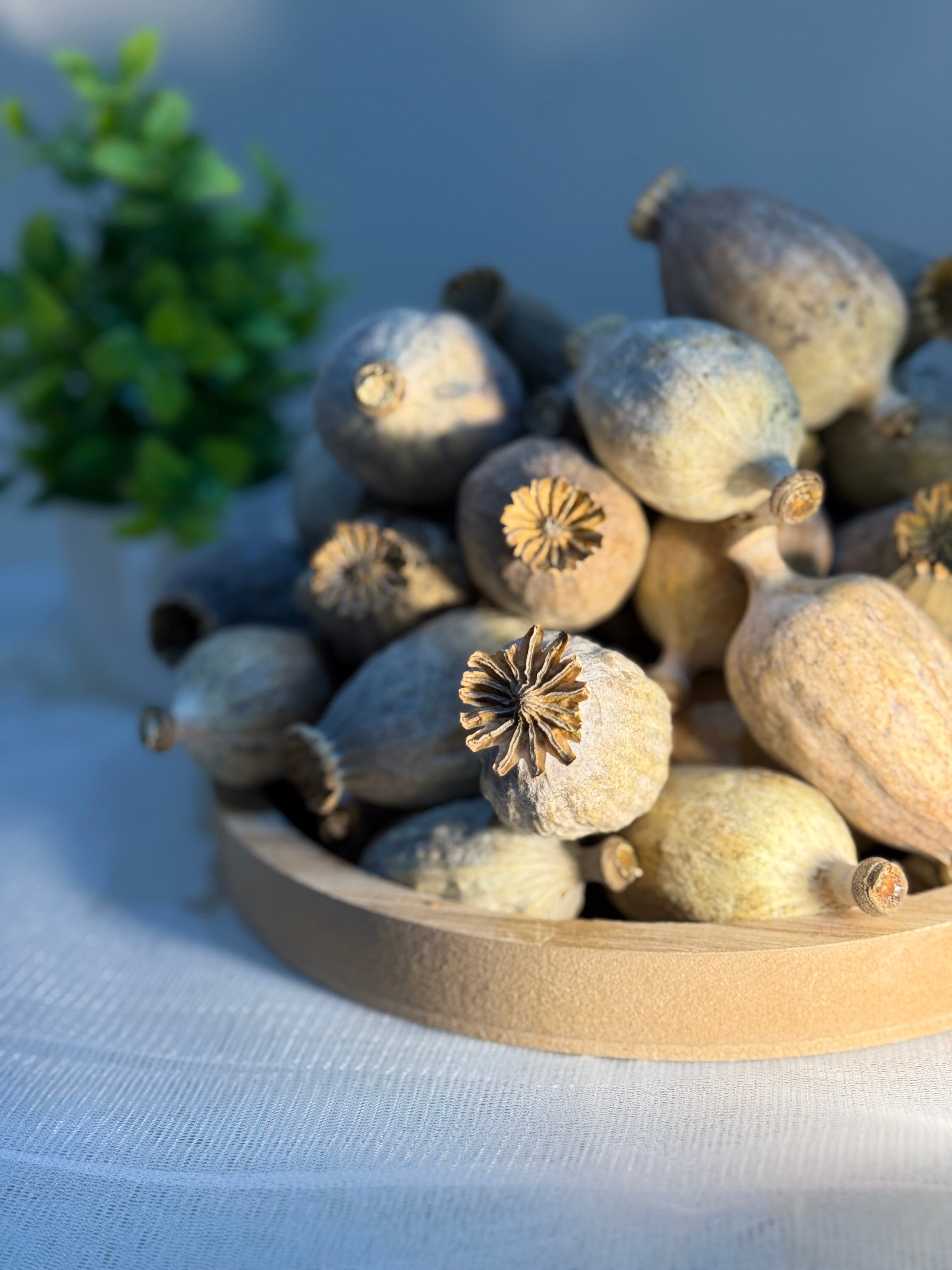 British Dried Poppy Heads (Seeded Pods) XL