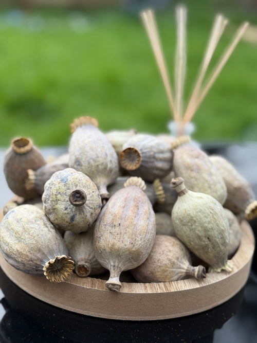 British Dried Poppy Heads (Seeded Pods) XL