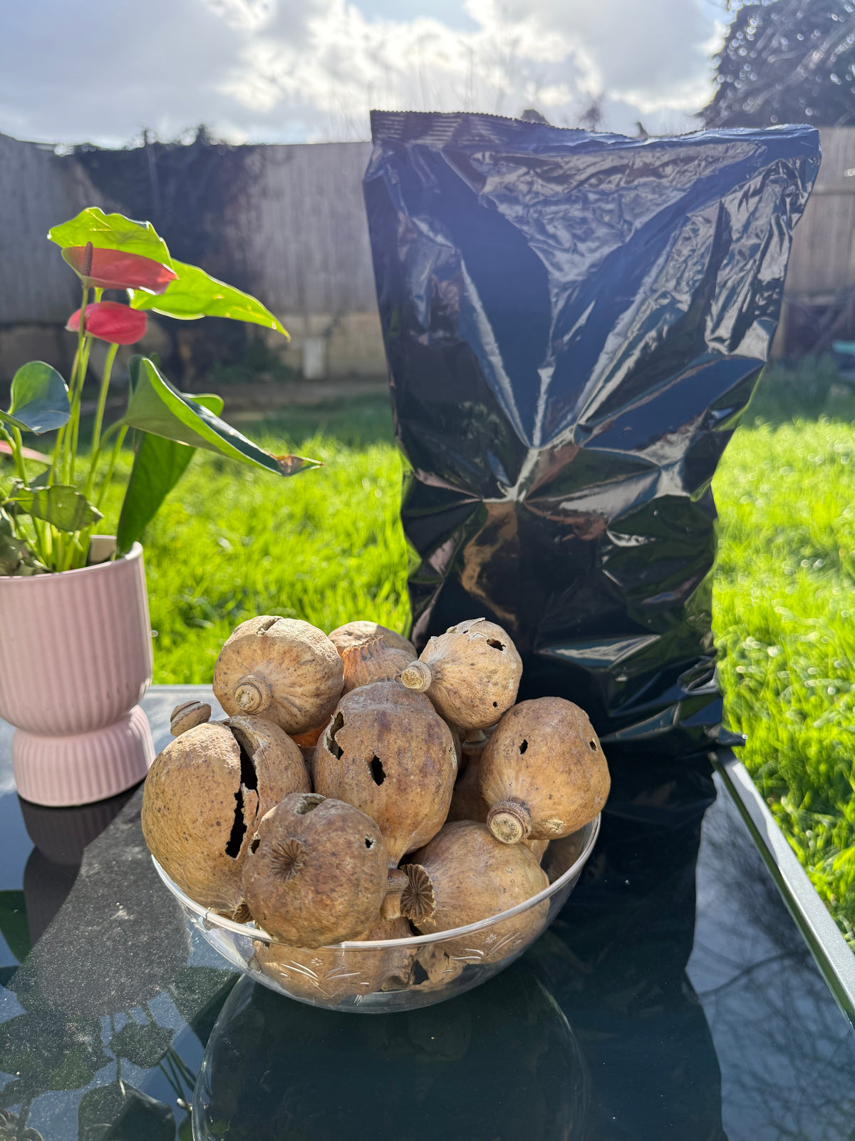 COBRA Austria Dried Poppy Heads(Seedless Pods) Black bags(Big Sizes Poppy Heads)