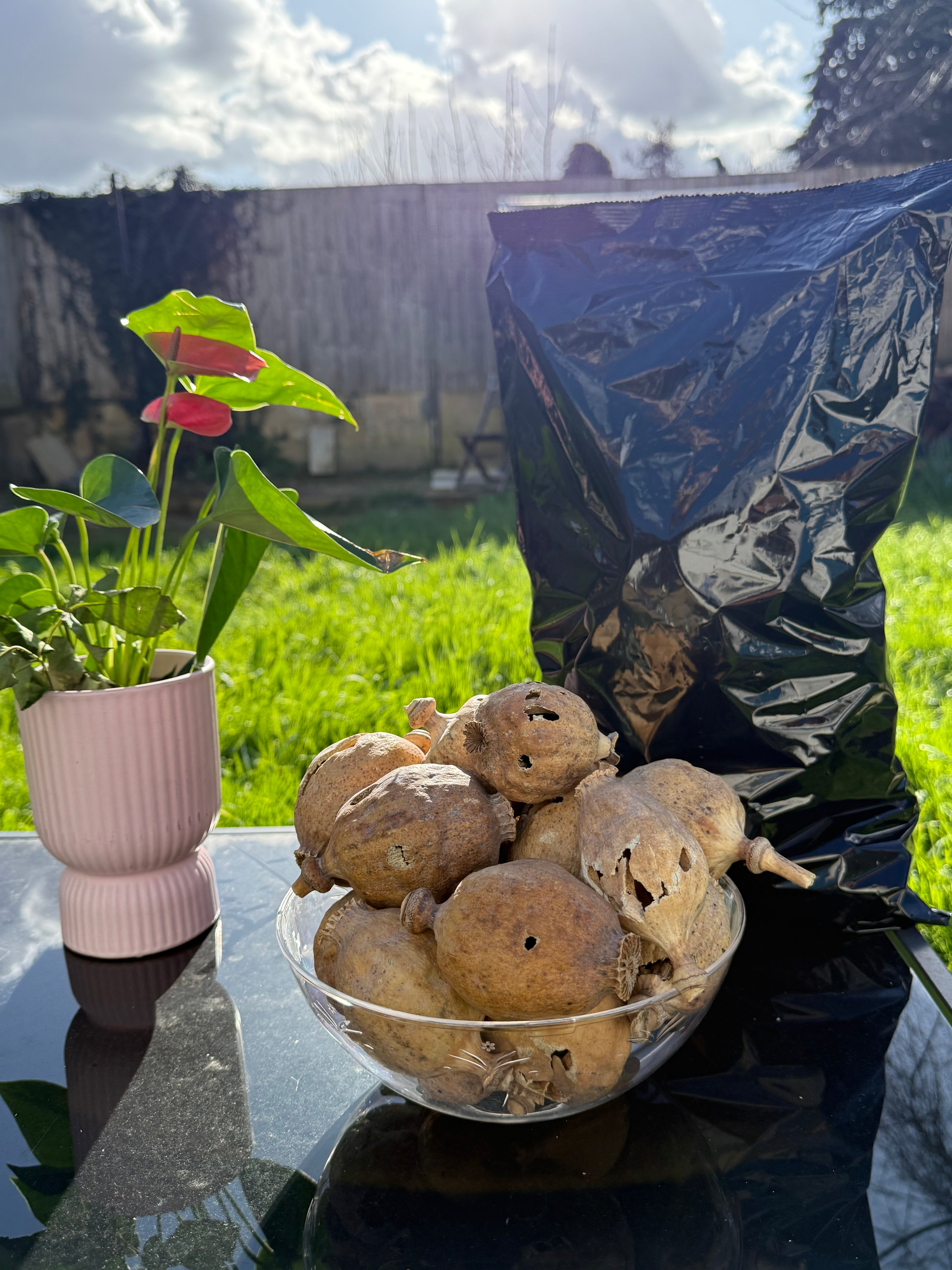 COBRA Austria Dried Poppy Heads(Seedless Pods) Black Bag